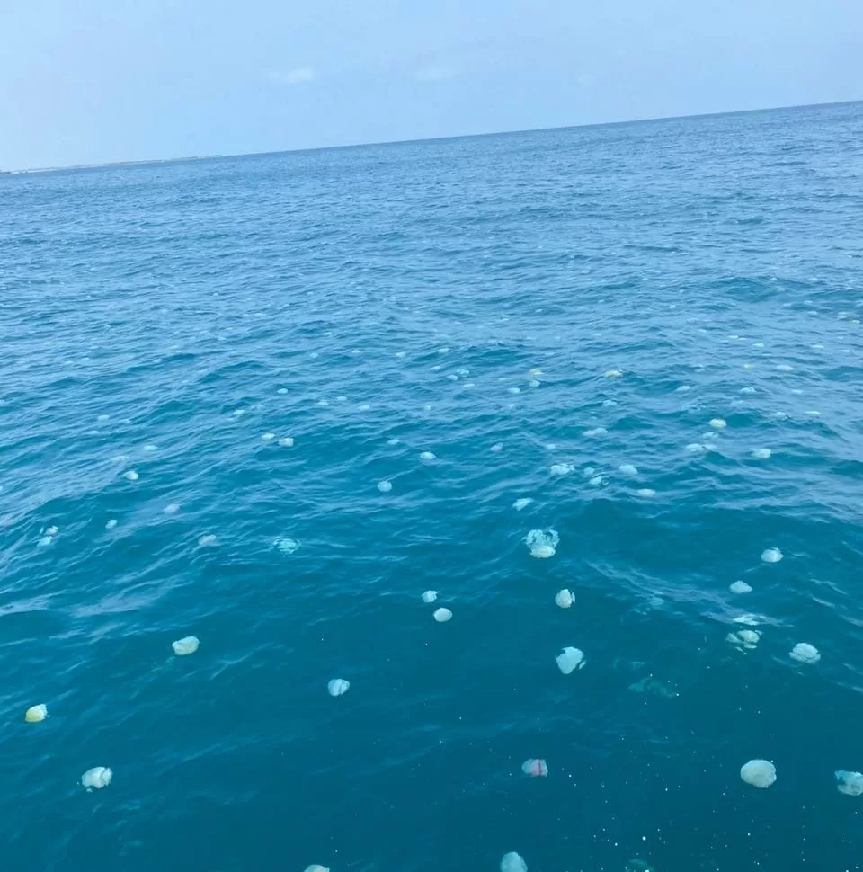 medusas puerto cabello