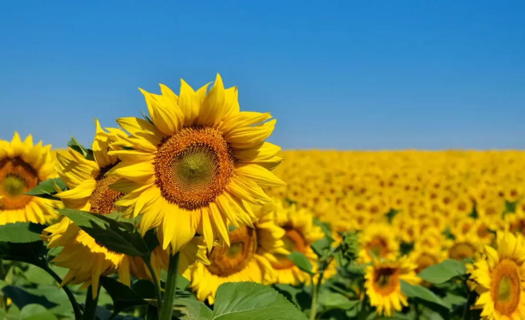 Portuguesa se prepara recibir a turistas con inicio de temporada de girasoles