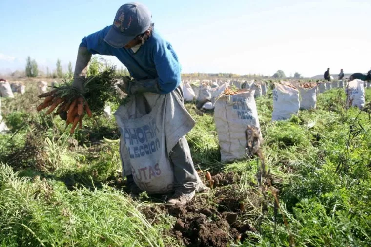 Fedeagro: productores de 17 estados trabajan a pérdida