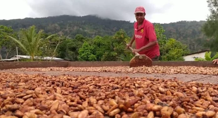 Productores de cacao