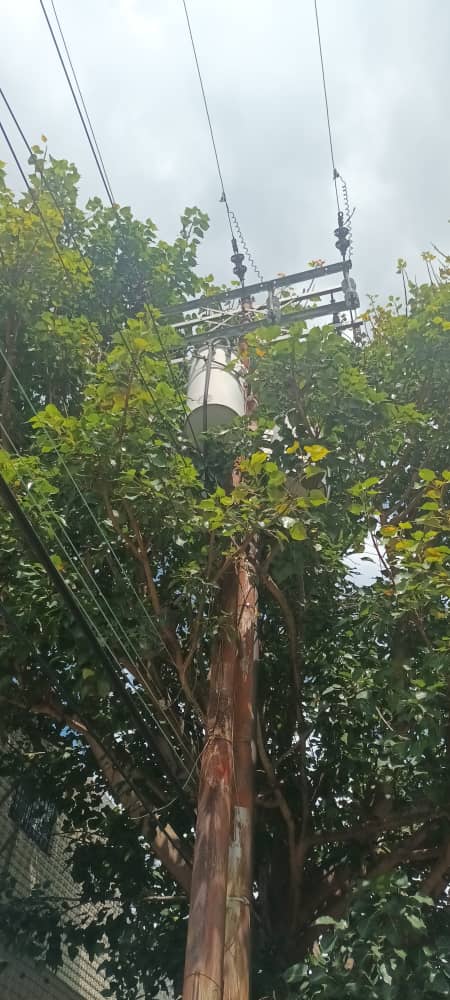 Vecinos de Barrio Unión exigen urgente poda de árbol que amenaza el sistema eléctrico