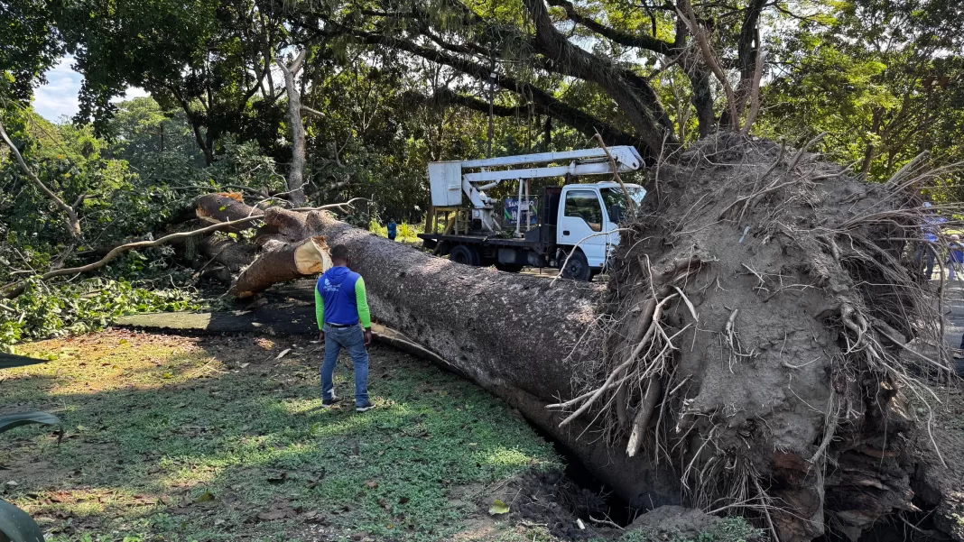 caída de árboles en San Diego