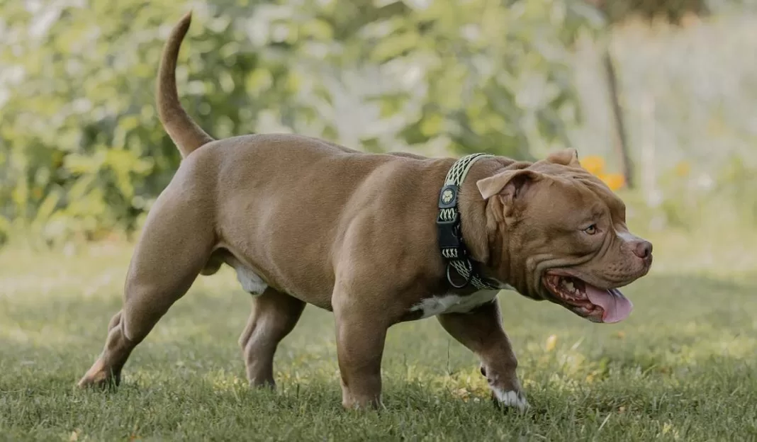 Ataque de pitbull desfiguró la cara de un niño de 3 años