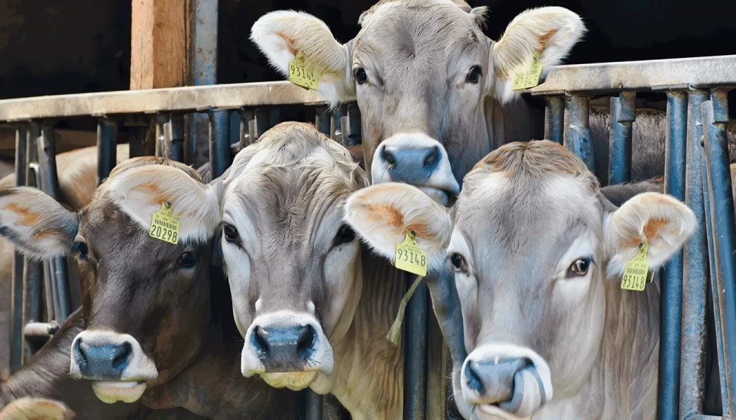 Solo el 18% de la ganadería tendrá acceso a la vacuna contra fiebre aftosa