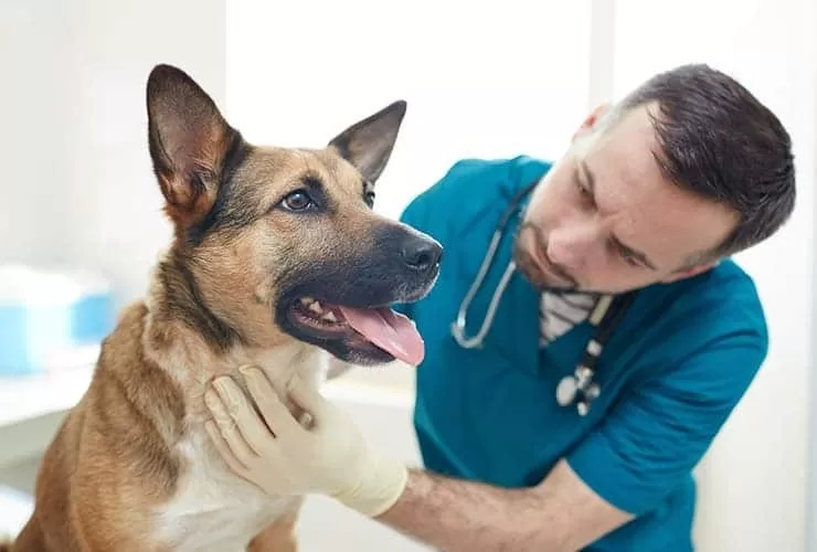 Hospital Veterinario en Carabobo: Un proyecto en veremos