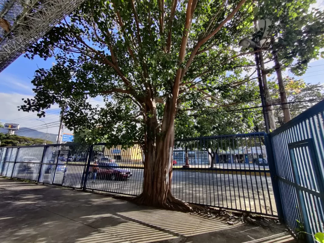 Árbol en Barrio Unión pone en riesgo el sistema eléctrico