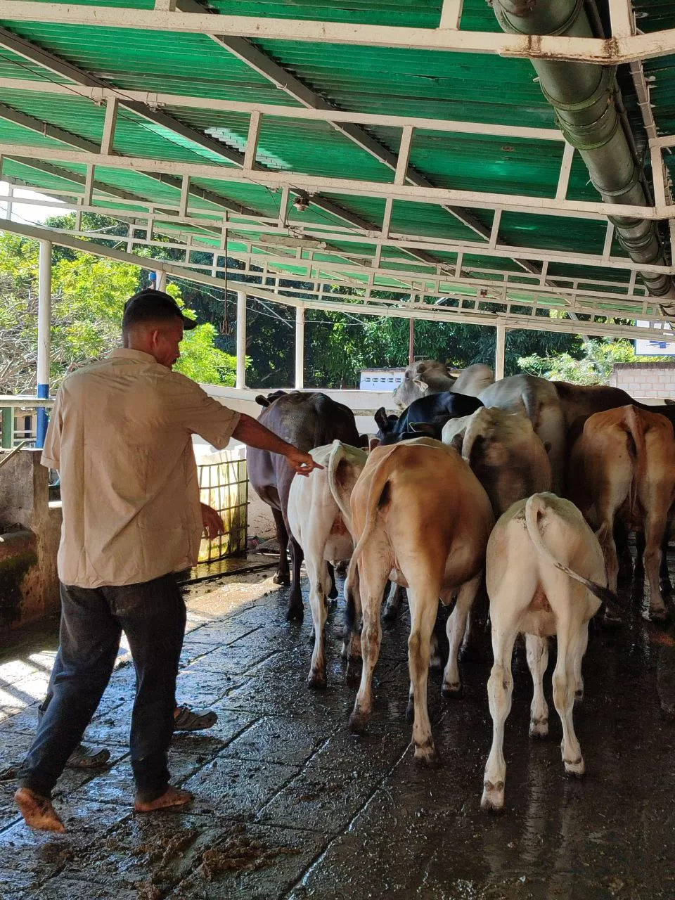 Vacunaron a más de 700 reses contra la fiebre aftosa en Guacara