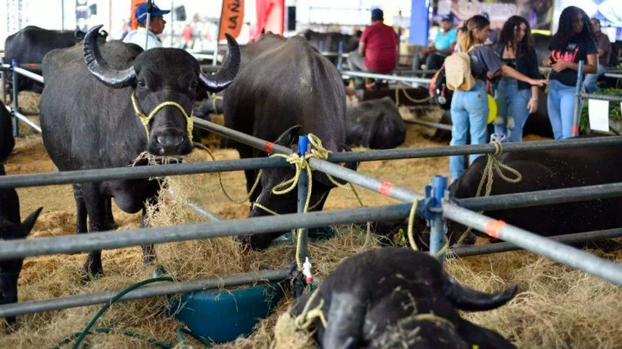 Expoferia Agropecuaria 2024