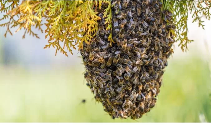 Murió mujer tras ser atacada por un enjambre de abejas