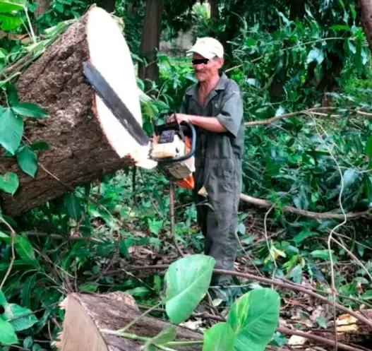 Falleció jardinero tras accidente mientras cortaba un árbol en Aragua