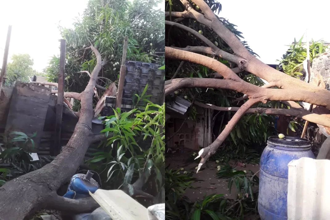 Mata de mango cayó y se llevó muro por delante en Los Girasoles