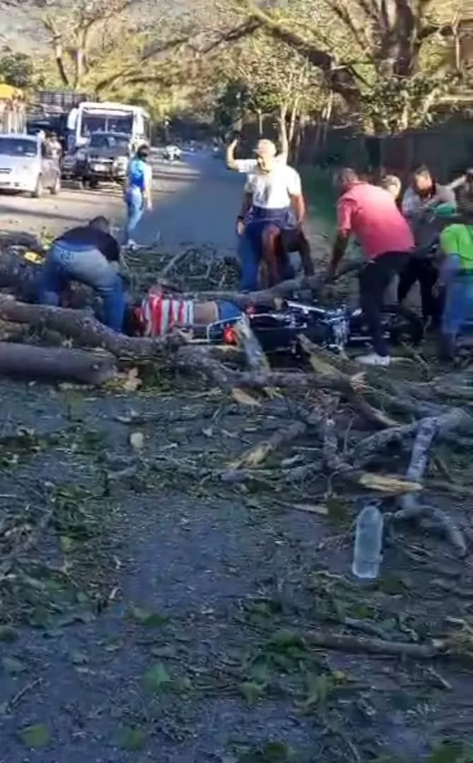 Motorizado murió tras caerle un árbol encima en la carretera Panamericana