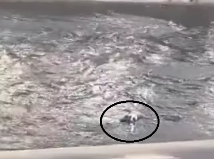 Cadáver de una persona fue recuperado en el río Guaire