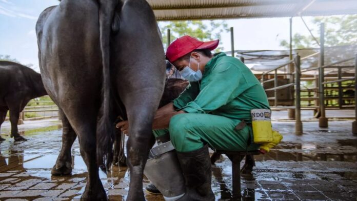 Cavilac prevé exportaciones de productos bufalinos este 2026