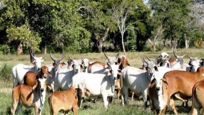 Fedenaga impulsa inventario nacional para optimizar el suministro de la industria cárnica