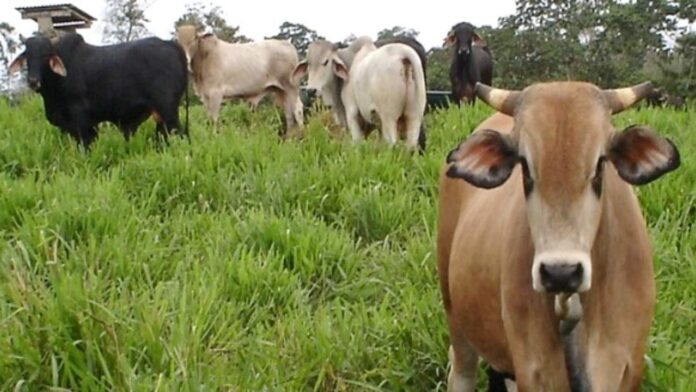 Fedenaga propondrá al Ejecutivo plan para organizar crecimiento de la ganadería