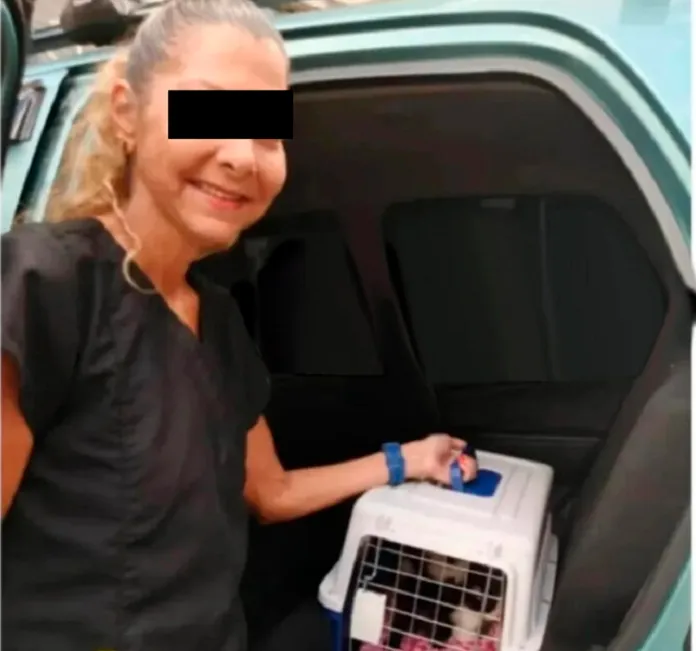 Imputan a mujer por maltrato animal y desaparición de gatos entregados en adopción