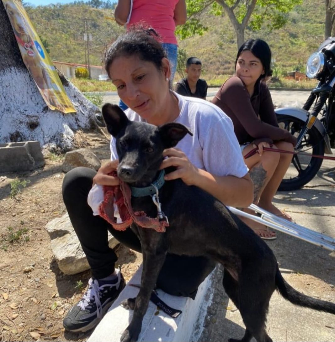 jornada de atención médica veterinaria