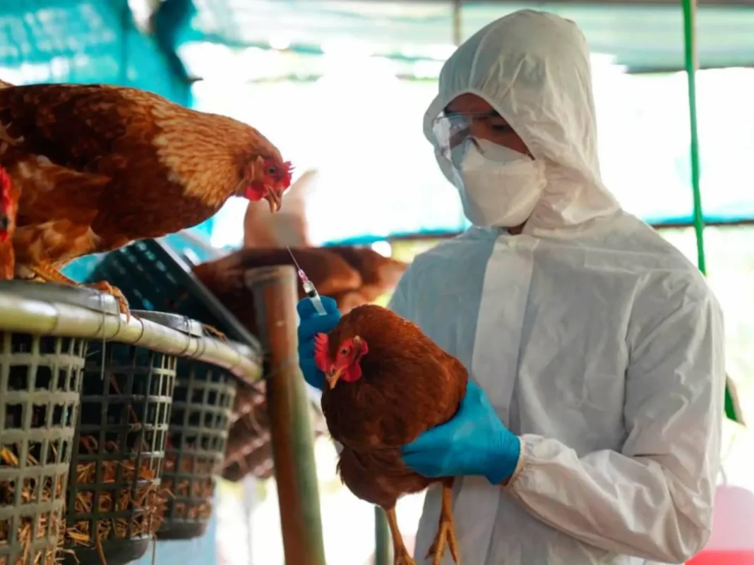 gripe aviar A Italia