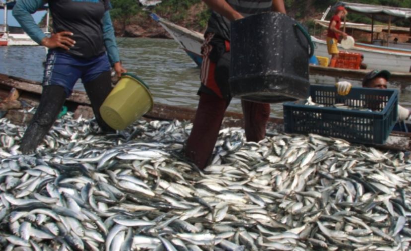 Estado venezolano decretó nuevas regulaciones para la temporada de sardinas Estado venezolano decreta nuevas regulaciones para la temporada de sardinas