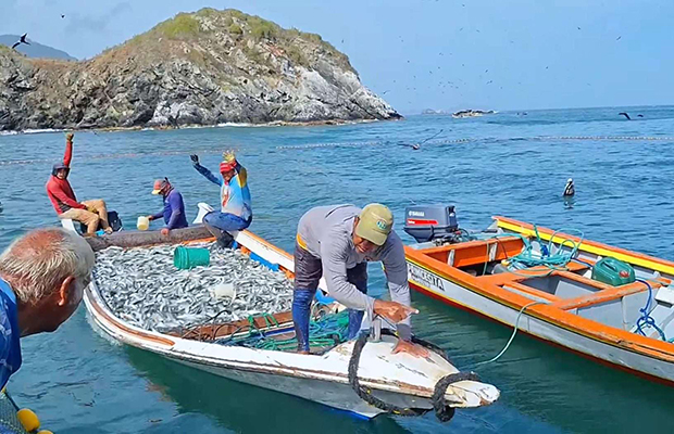 Más de 160 toneladas de sardinas salen de Nueva Esparta hacia toda Venezuela 60 toneladas de sardinas
