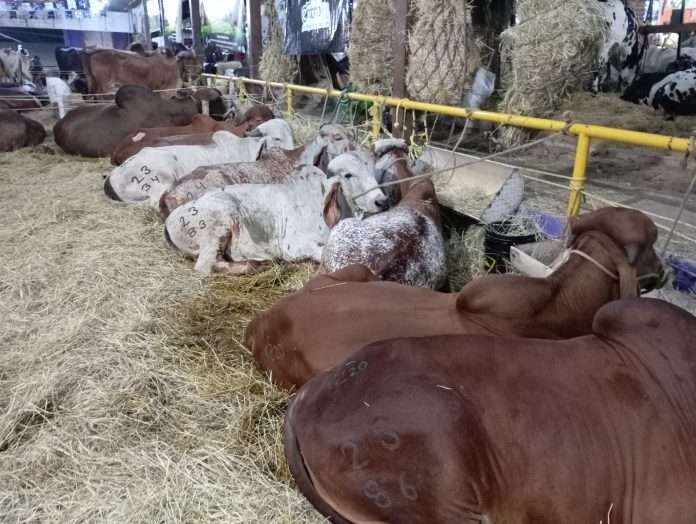 Sector ganadero certificación sanitaria