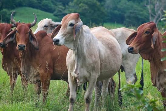 Venezuela iniciará en abril caracterización del rebaño nacional para certificación contra la fiebre aftosa