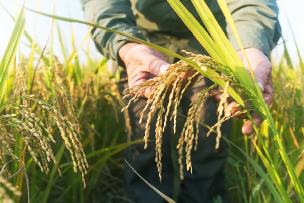 Advierten sobreprecios de más del 60% en insumos para producción de arroz