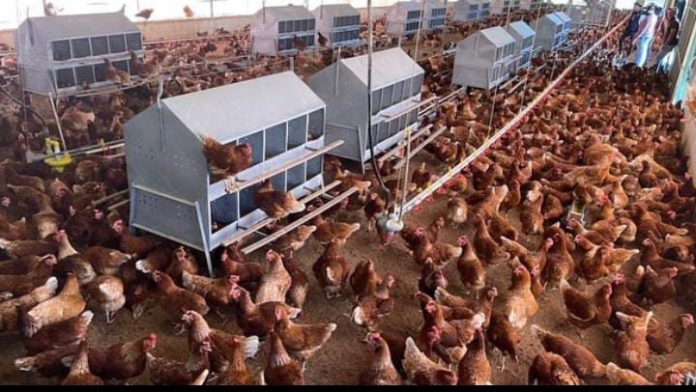 produccion-avicola-Guarico-1 Sector avícola