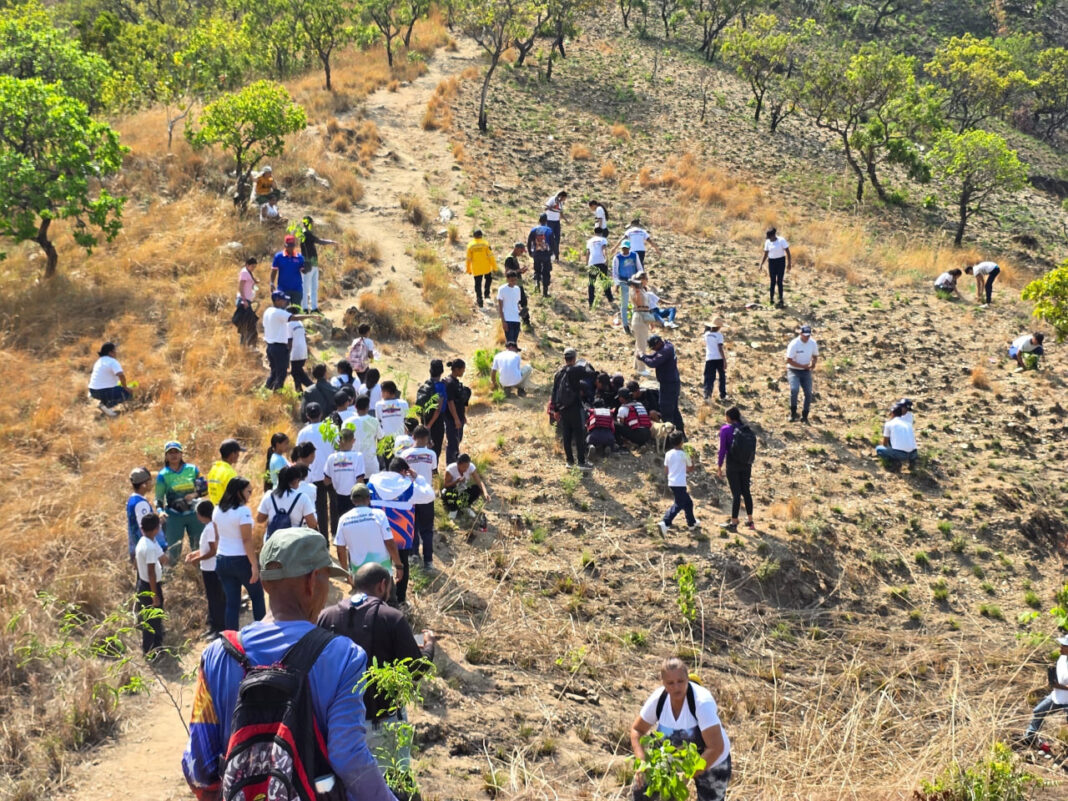 Dan inicio al Plan de Reforestación en zonas del Parque Nacional Henri Pittier en Diego Ibarra
