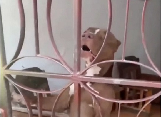 Hombre murió tras ser atacado por su perro