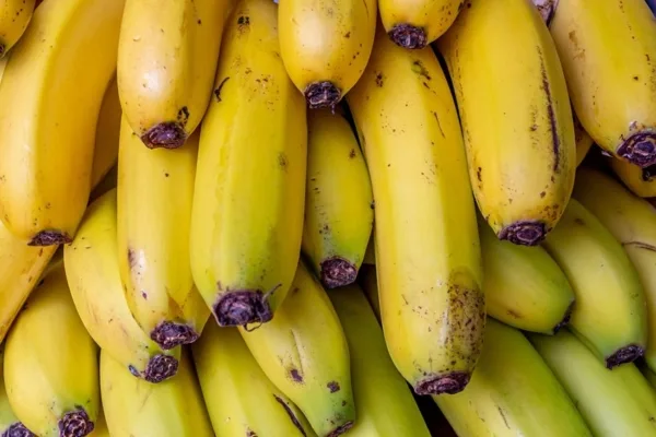 Productores de cambur abogan por más cooperación y capacitación para enfrentar al hongo R4T