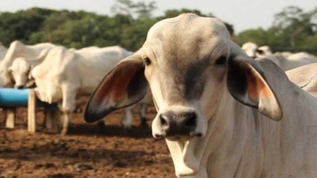 Veterinarios de Aragua intensifican vacunación contra la fiebre aftosa