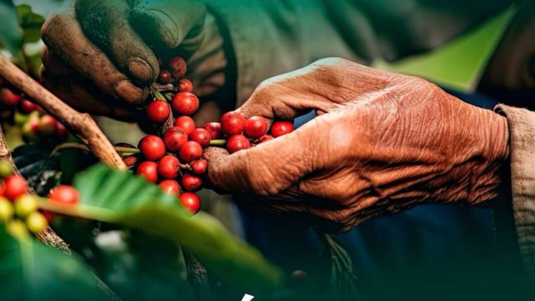 Colombia y Venezuela impulsan el fortalecimiento del sector cafetalero con el I Congreso Binacional