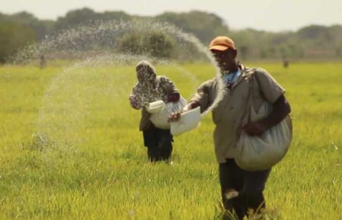 Fedeagro denuncia que importación de arroz afecta la producción nacional