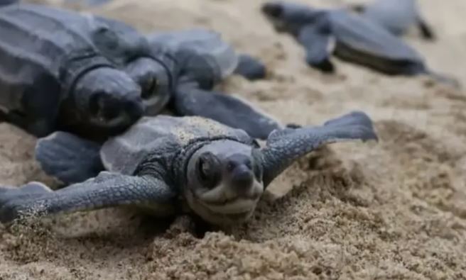Liberan 49 tortugas Cardón en la Bahía de Patanemo tras nueve años sin registros de desove