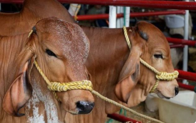 Productores de Barinas y Apure elevaron propuestas para la Ley de Actividad Ganadera