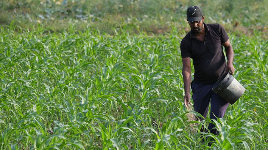 Precios de productos agrícolas bajan ante posible reapertura del estrecho de Ormuz