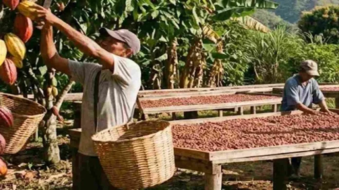 AN podría aprobar entre junio y julio los proyectos de Ley del Cacao y del Café