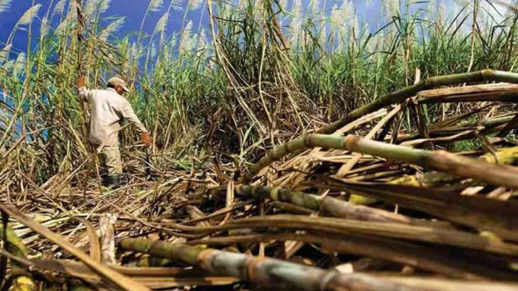 Productores de caña de azúcar advierten que fallas eléctricas afectan los sistema de riego