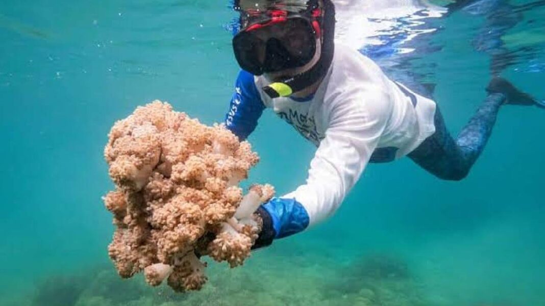 Venezuela y FAO activan plan para frenar avance de coral invasor que afecta al mar Caribe