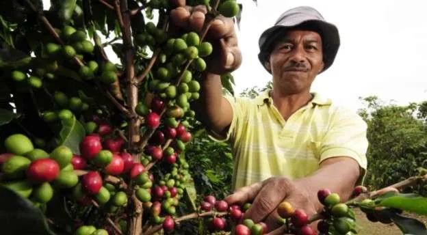Producción de café llegó a 4 millones de quintales