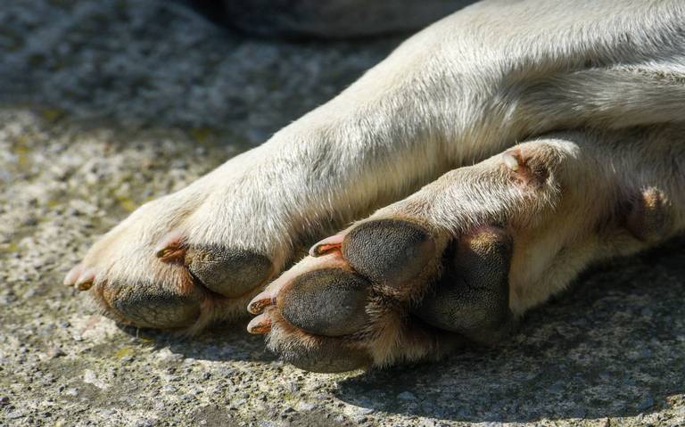 Detenido hombre por matar a un perro con un tubo