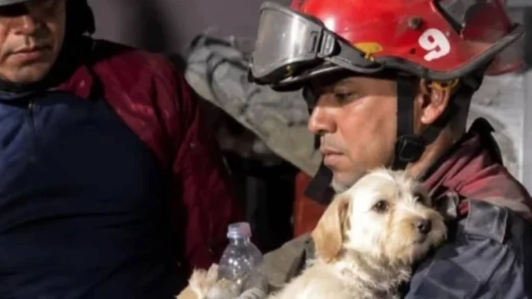Misión Nevado y brigadas atienden mascotas afectadas por terremotos en Venezuela