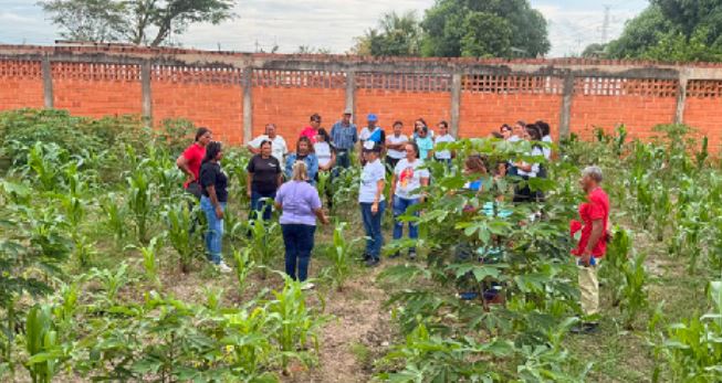 Protegen más de 900 plántulas de maíz para la alimentación escolar en Miguel Peña