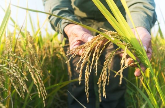 Fevearroz plantea mesas de trabajo y consultas técnicas para fijar nuevos precios a nivel de productor