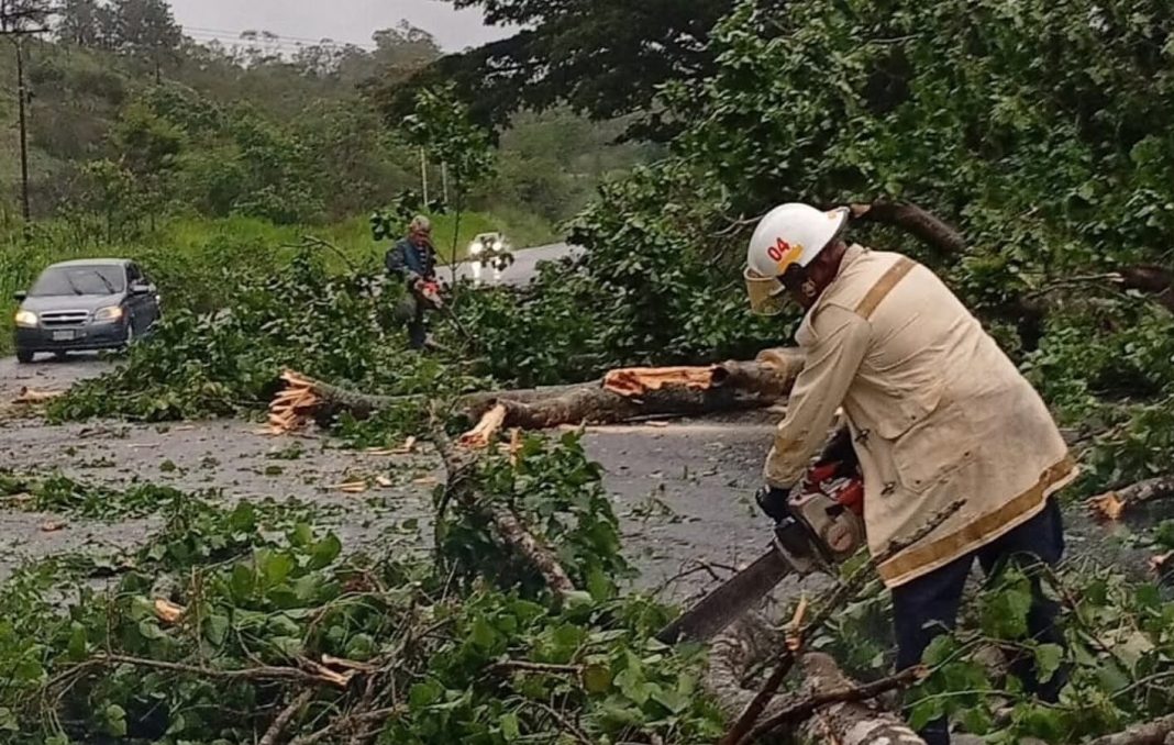 Lluvias dejan árboles caídos y sectores sin servicio eléctrico en Carabobo