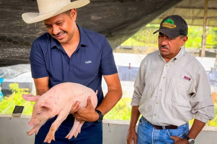 Apure presentó un innovador plan piloto de producción porcina