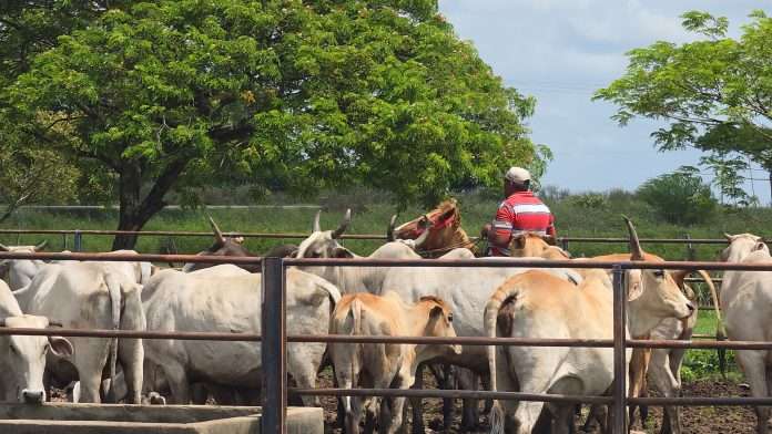 Inician censo ganadero rumbo a la certificación libre de aftosa
