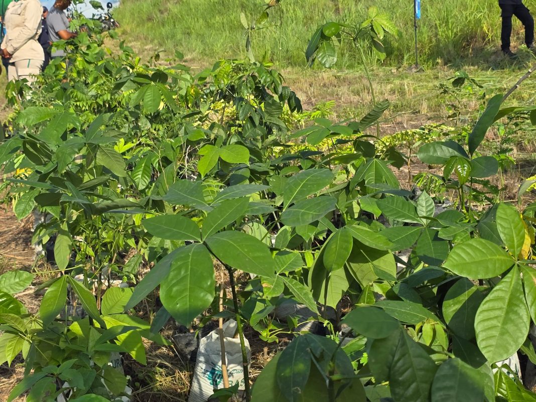 Sembrados más de mil árboles en Fila Cúpira en Parque Nacional San Esteban